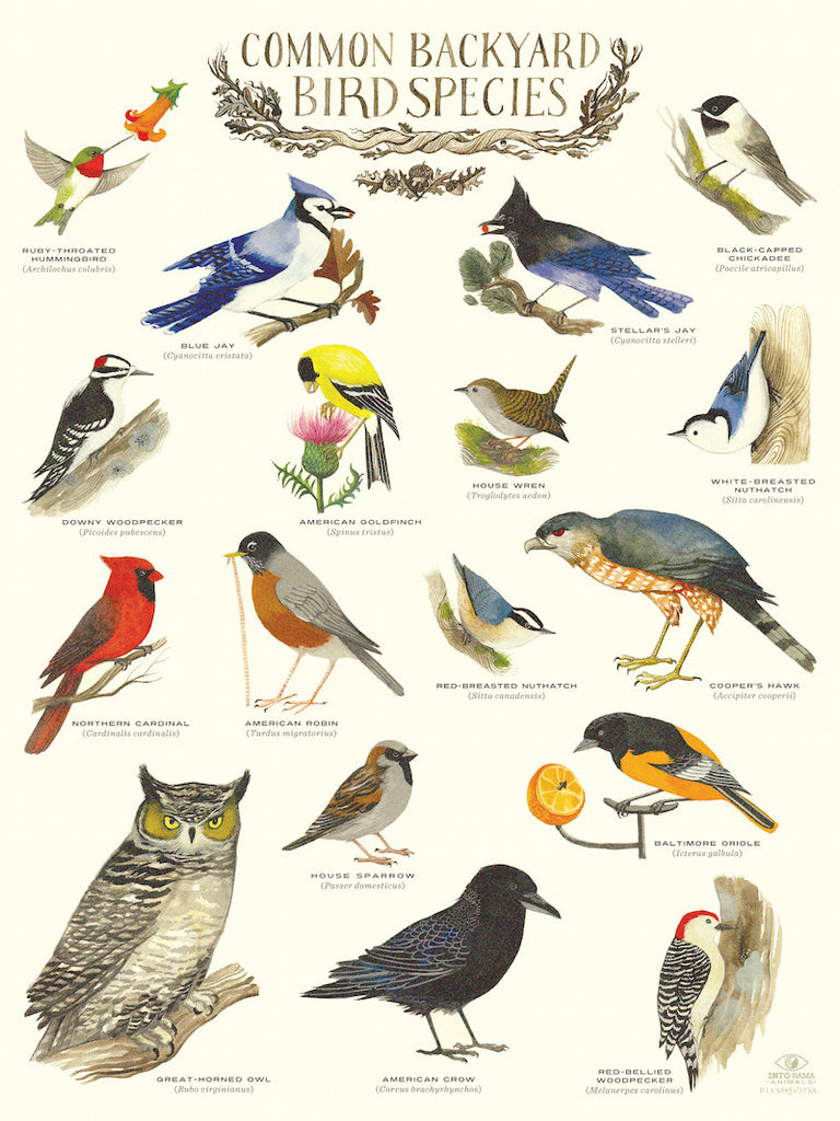 "Common Backyard Bird Species" Infographic Poster by Diana Sudyka