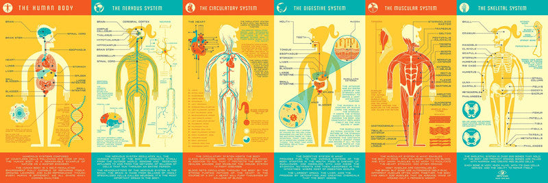 Human Anatomy Infographic Poster by Kevin Tong