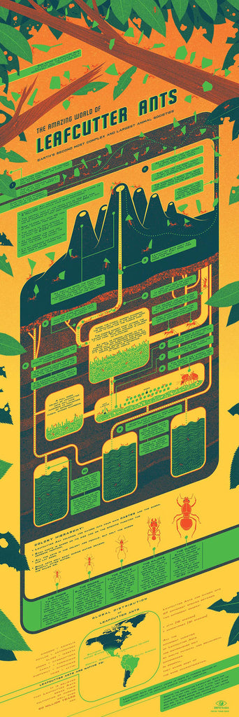 Leafcutter Ants Infographic Poster by Kevin Tong